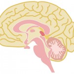 脳出血の急性期、慢性期におけるポイントと看護計画