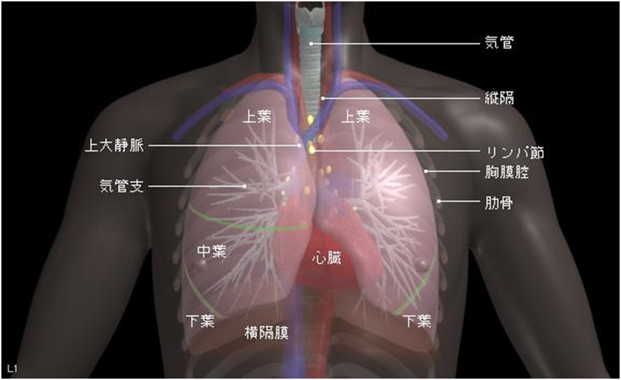 肺がんの基礎知識