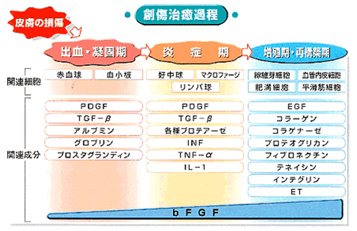 １次治癒 ２次治癒の両面における創傷処置の看護のポイント ナースのヒント