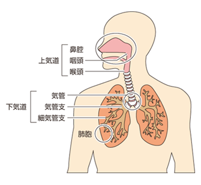 喘鳴の看護 原因や呼吸音 看護ケアと大切なポイント ナースのヒント