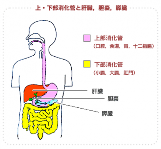 消化管出血の看護|原因や症状、治療方法、看護の5ポイント | ナースのヒント