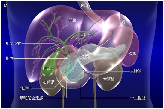 肝臓と周辺の臓器の構造