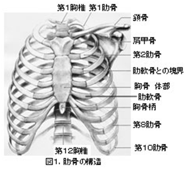 肋骨 骨折 痛み ピーク