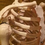 肋骨骨折の看護｜基礎知識や原因、治療方法、4つの看護計画