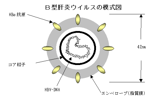 Hbs抗原とは 基礎知識や判定方法 検査方法 や基準値を解説 ナースのヒント