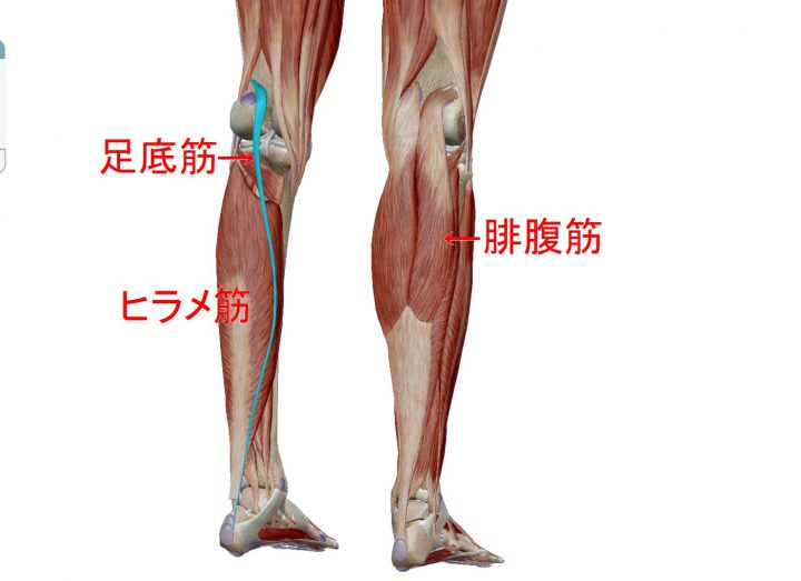 こむら返りとは 原因や予防法 看護の5つのポイントを解説 ナースのヒント