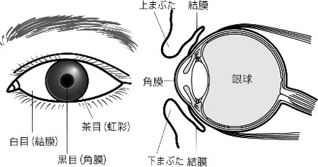 はやり目とは 流行性角結膜炎の症状や看護の5ポイントを解説 ナースのヒント はやり目とは 流行性角結膜炎の症状や看護の5ポイントを解説 ナースのヒント